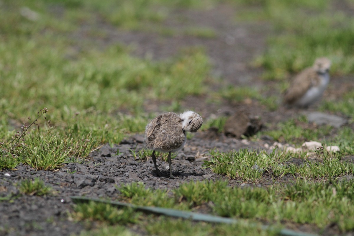 Kentish Plover - Carlos Pereira