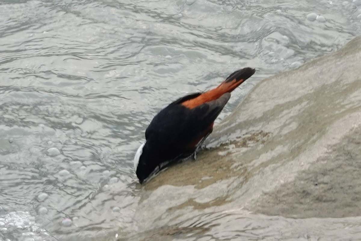 White-capped Redstart - ML618759601