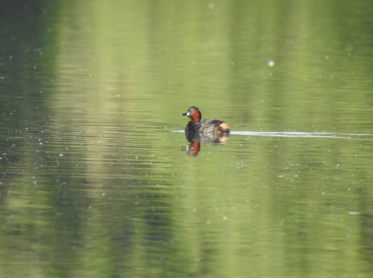 Little Grebe - ML618759629