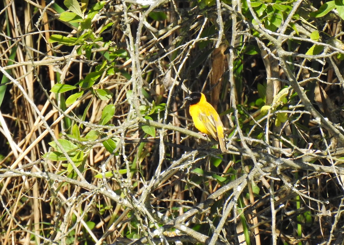 Black-headed Weaver - ML618759636