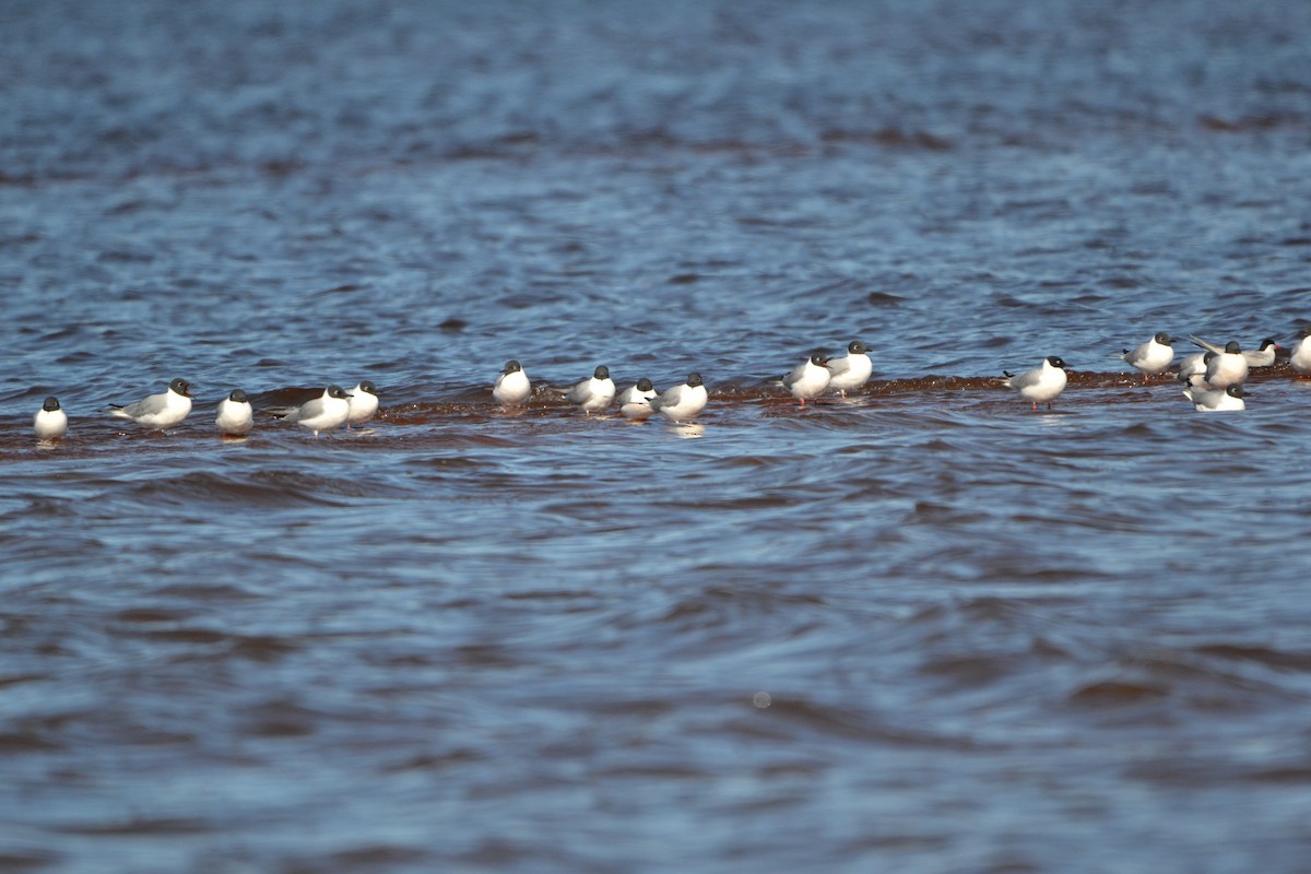 Bonaparte's Gull - ML618759656