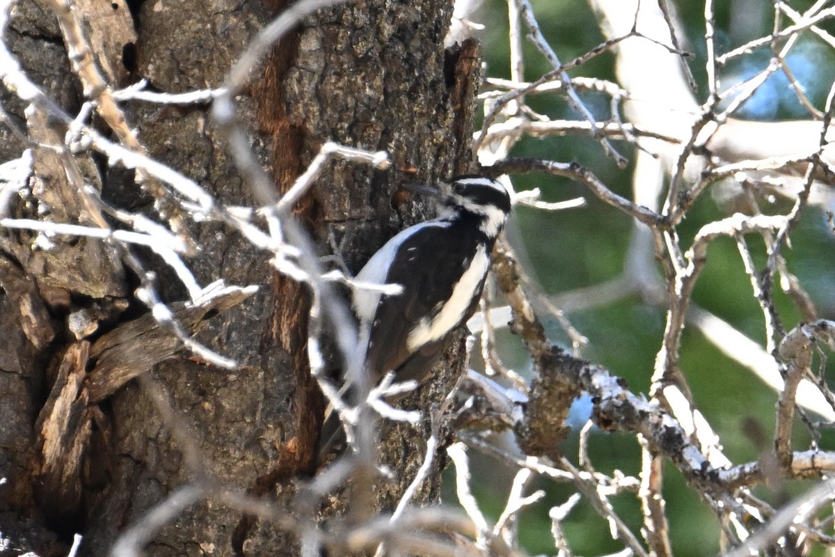 Hairy Woodpecker - ML618759661