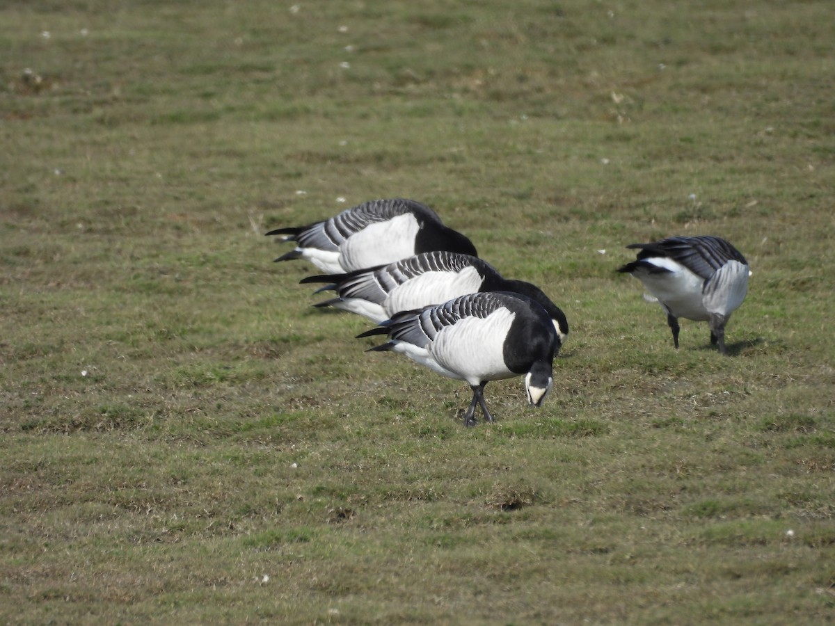 Barnacle Goose - ML618759672