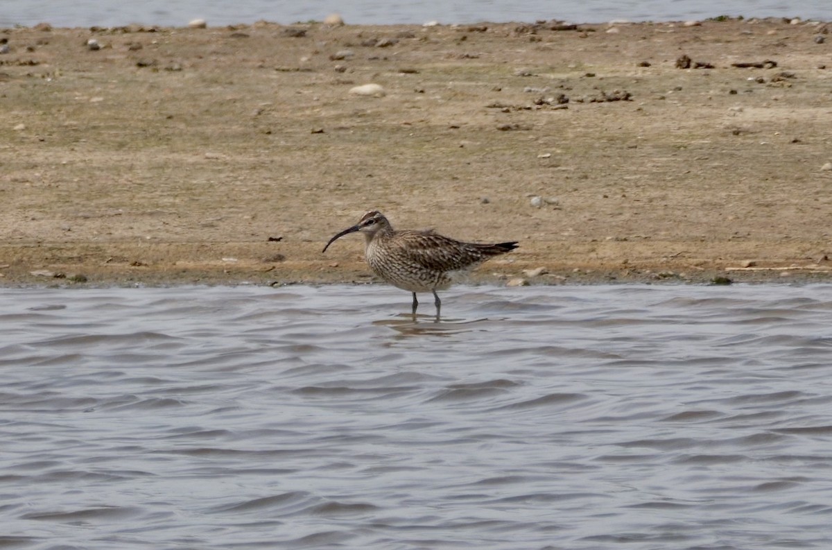 Whimbrel (European) - Greg Baker