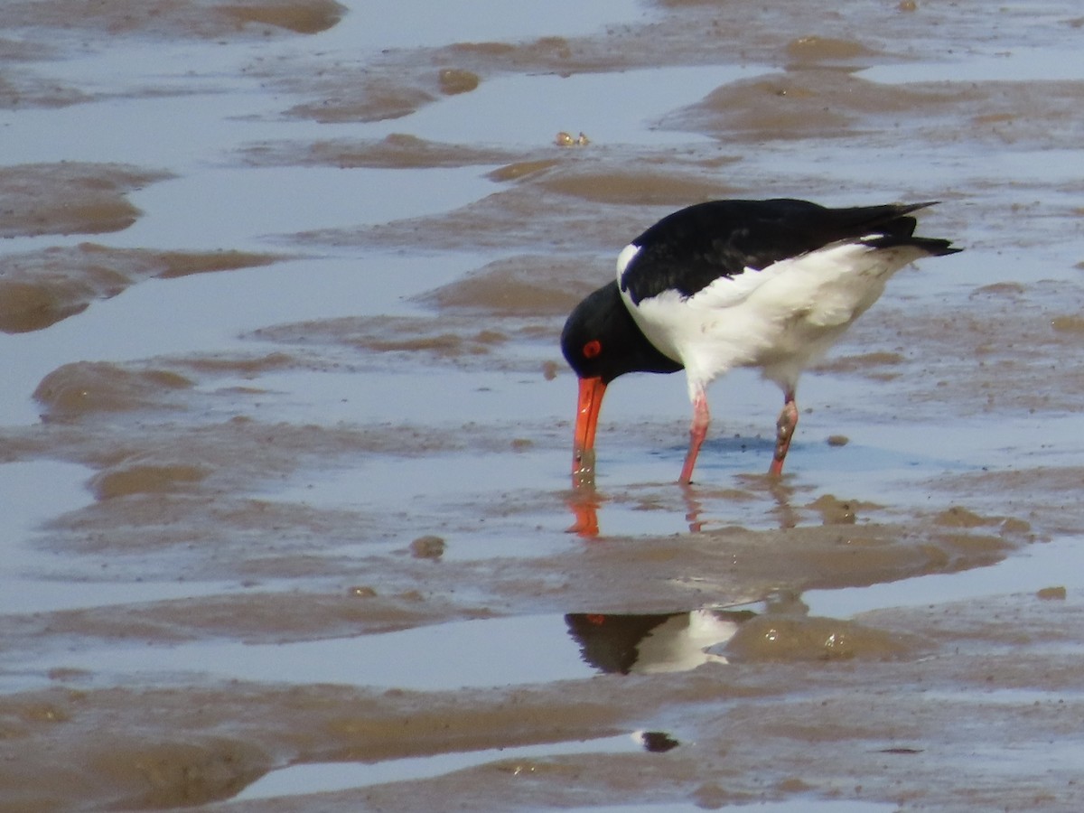 Eurasian Oystercatcher - ML618759675