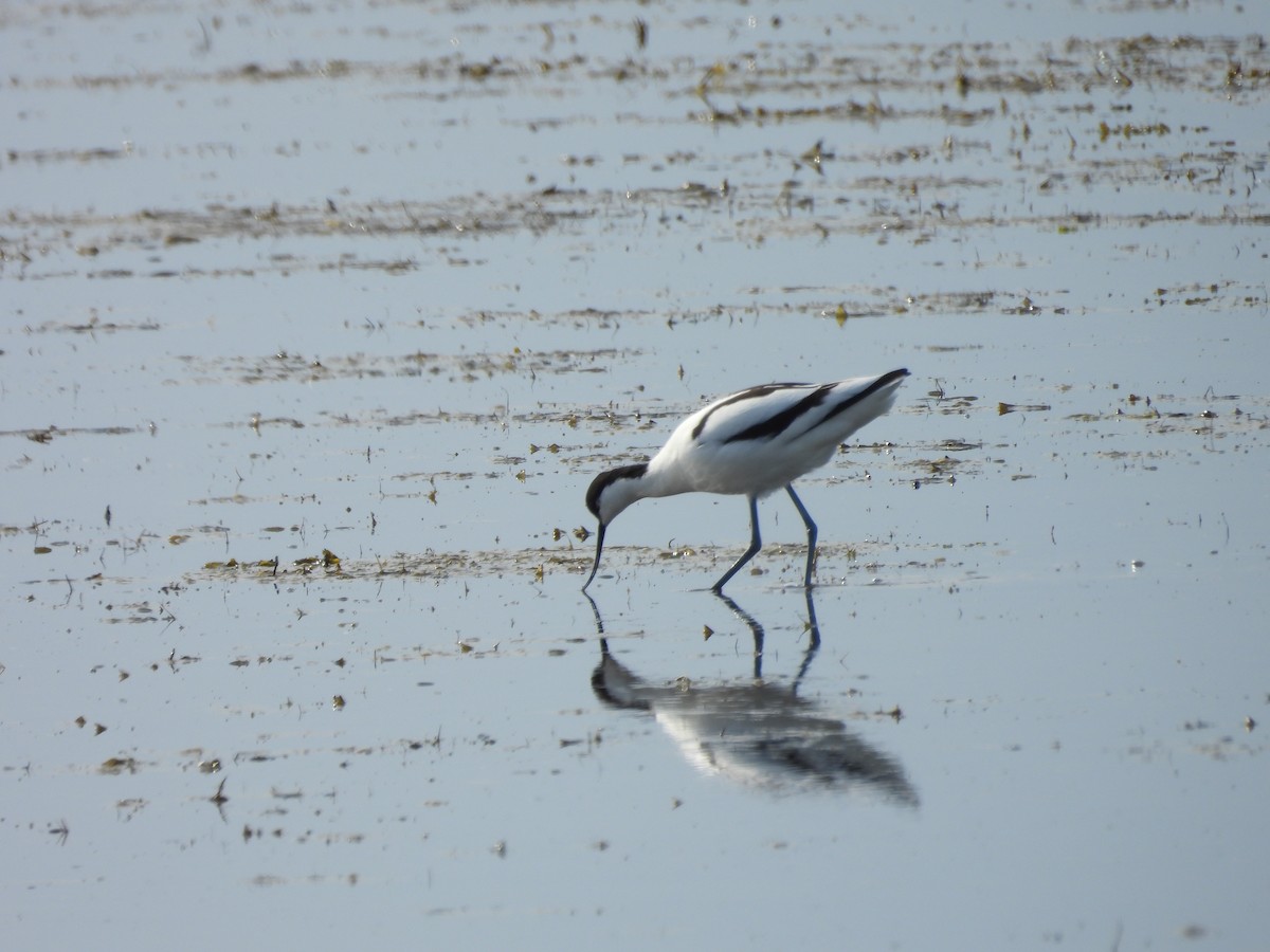 Pied Avocet - ML618759738