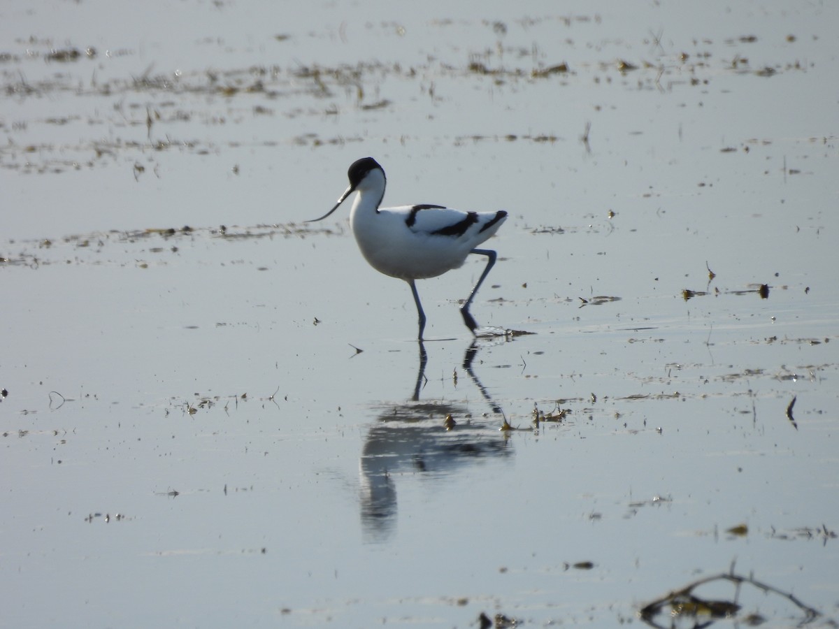 Pied Avocet - ML618759739