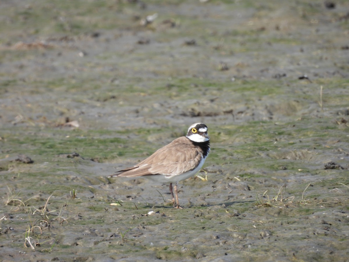 Common Ringed Plover - ML618759760