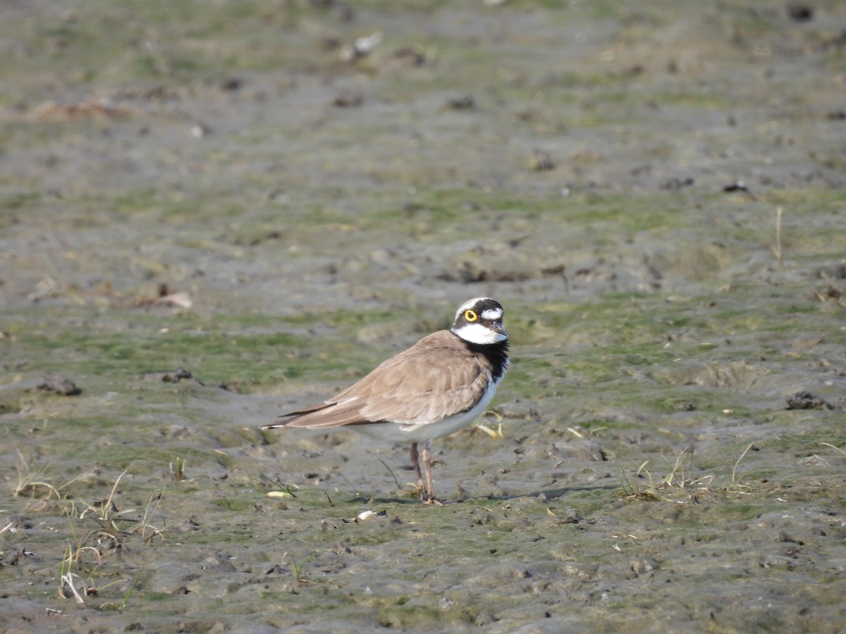 Common Ringed Plover - Erica Kawata