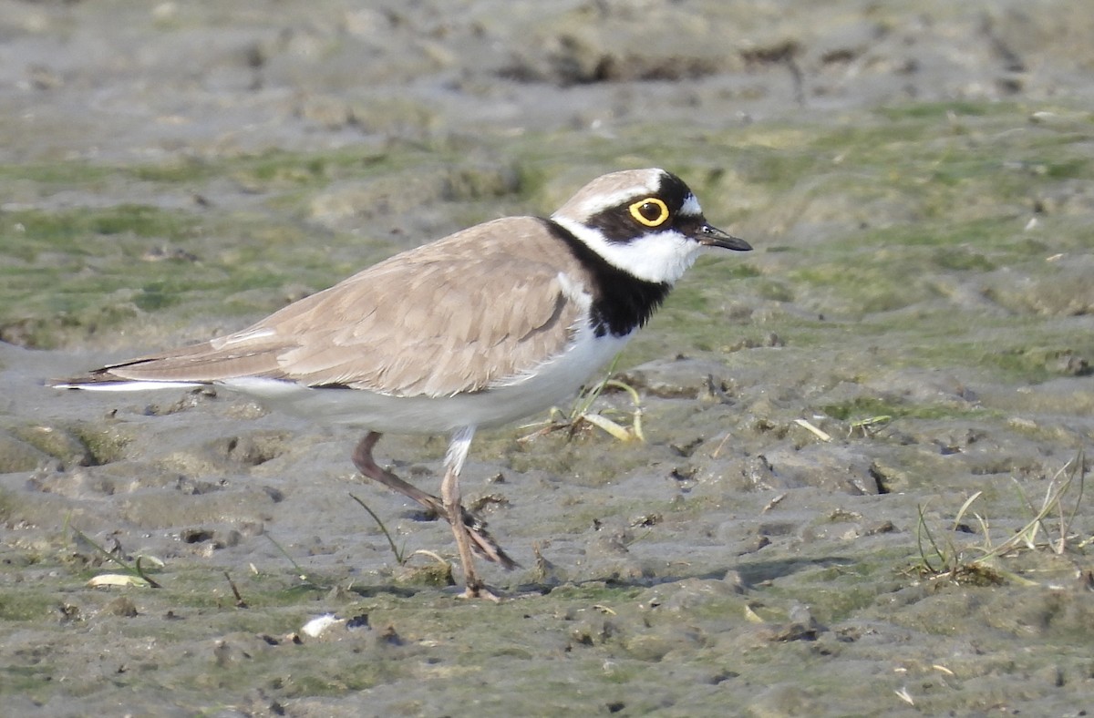 Little Ringed Plover - ML618759765