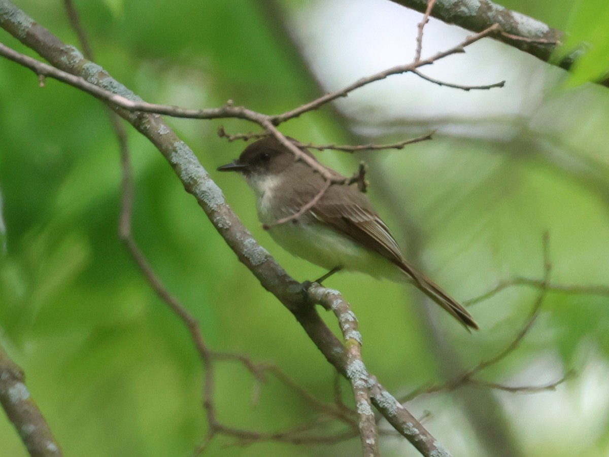 Eastern Phoebe - ML618759781