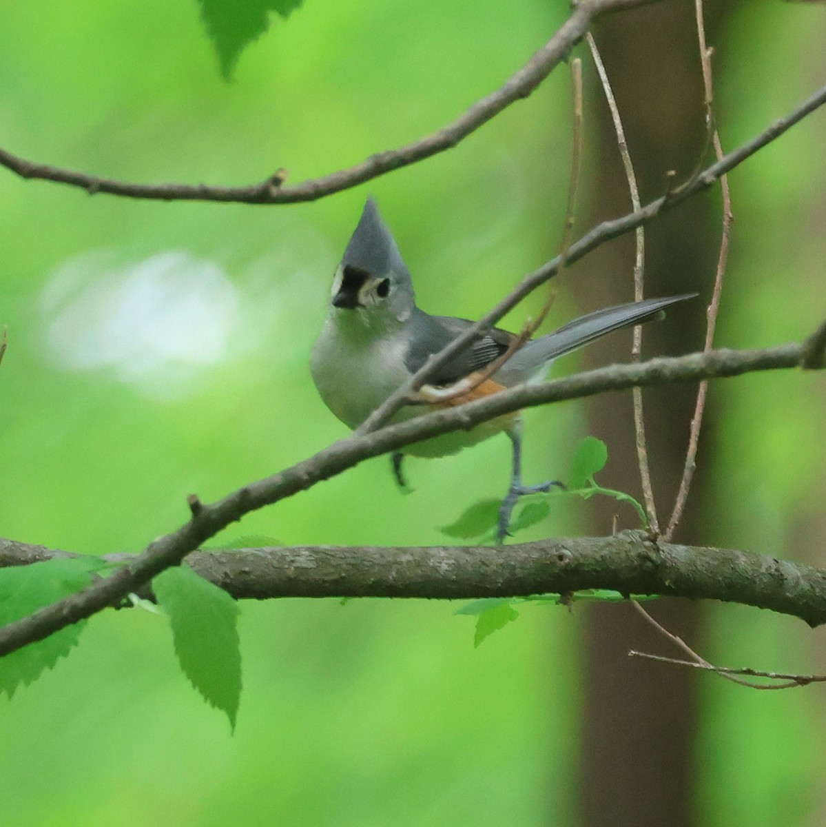 Tufted Titmouse - ML618759786