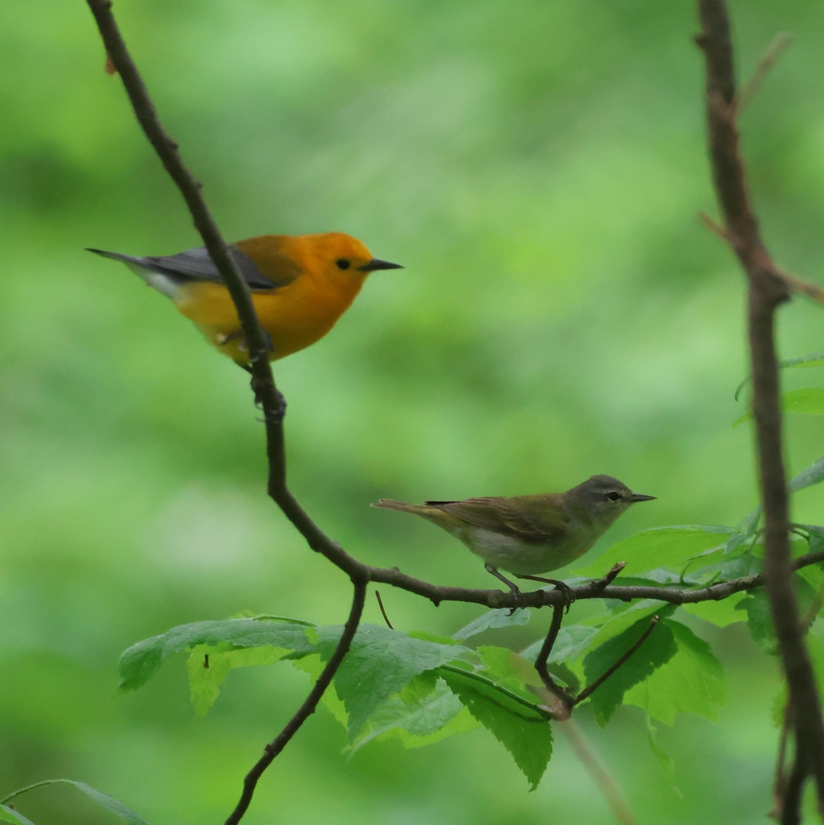 Tennessee Warbler - ML618759796