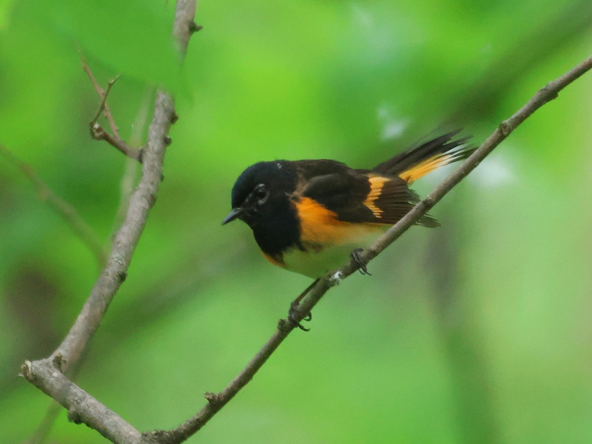 American Redstart - Jerry OConnor