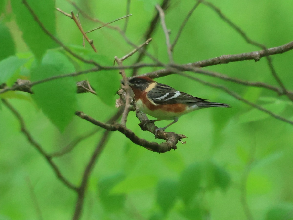 Bay-breasted Warbler - Jerry OConnor