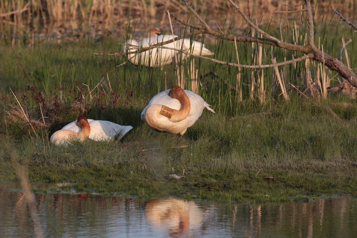 Trumpeter Swan - ML618759809