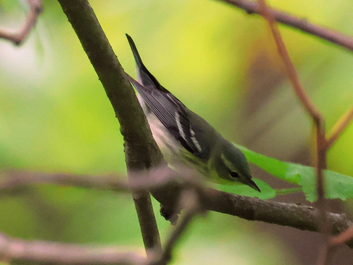 Blauwaldsänger - ML618759814