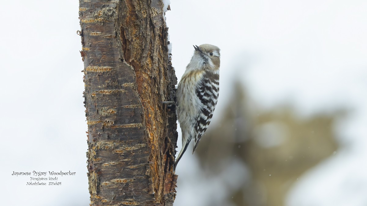 Japanese Pygmy Woodpecker - ML618759828