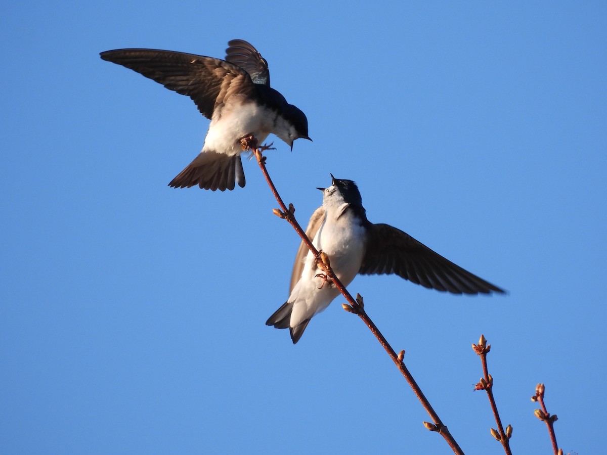 Tree Swallow - Rhonda Langelaan