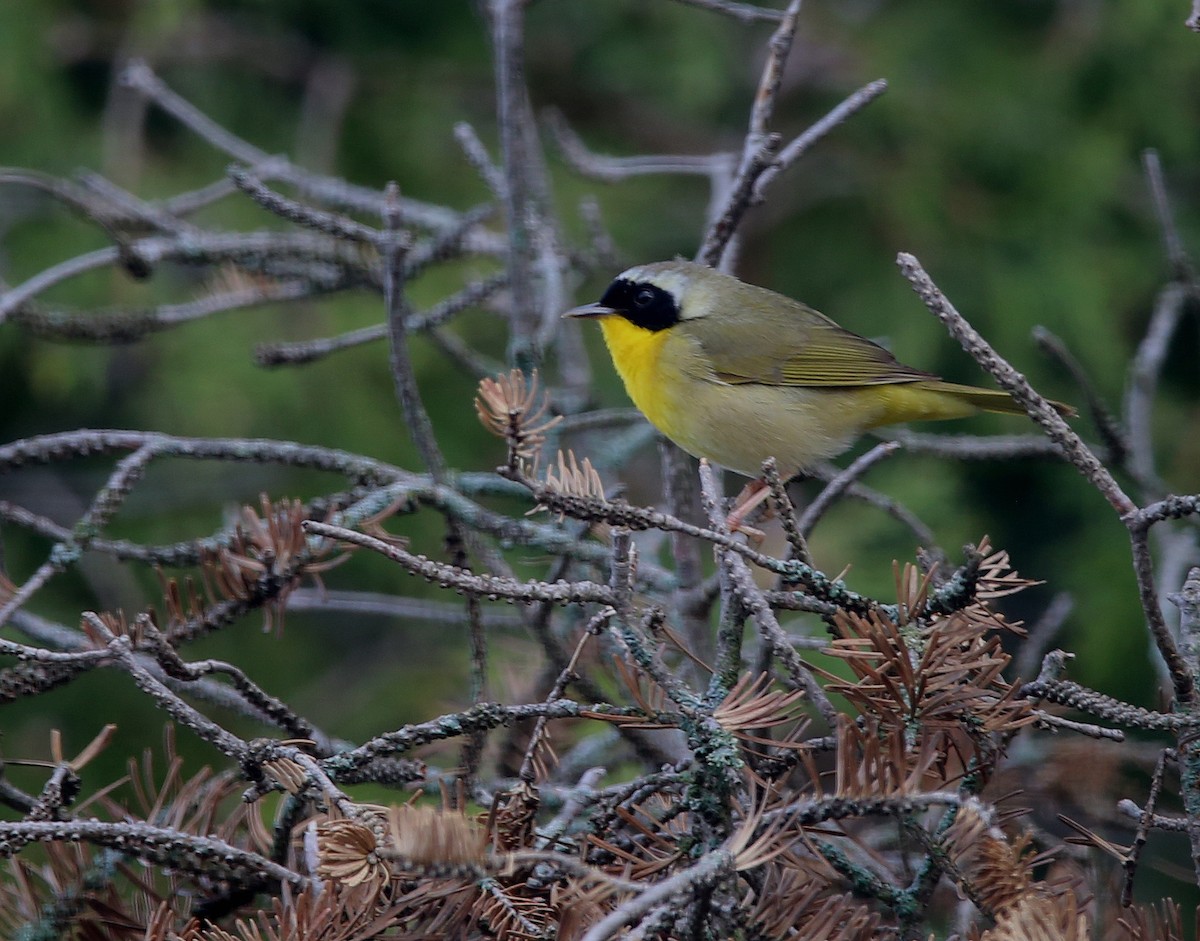 Common Yellowthroat - ML618759871