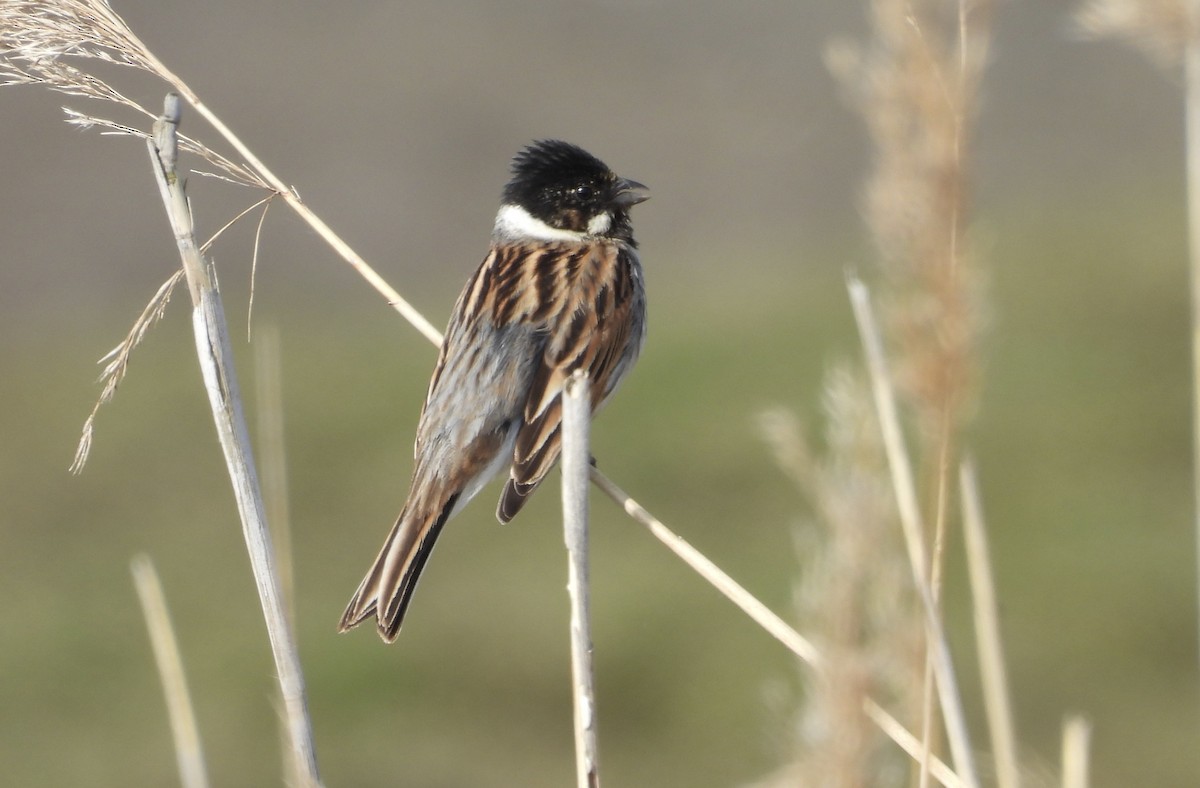 Reed Bunting - ML618759873