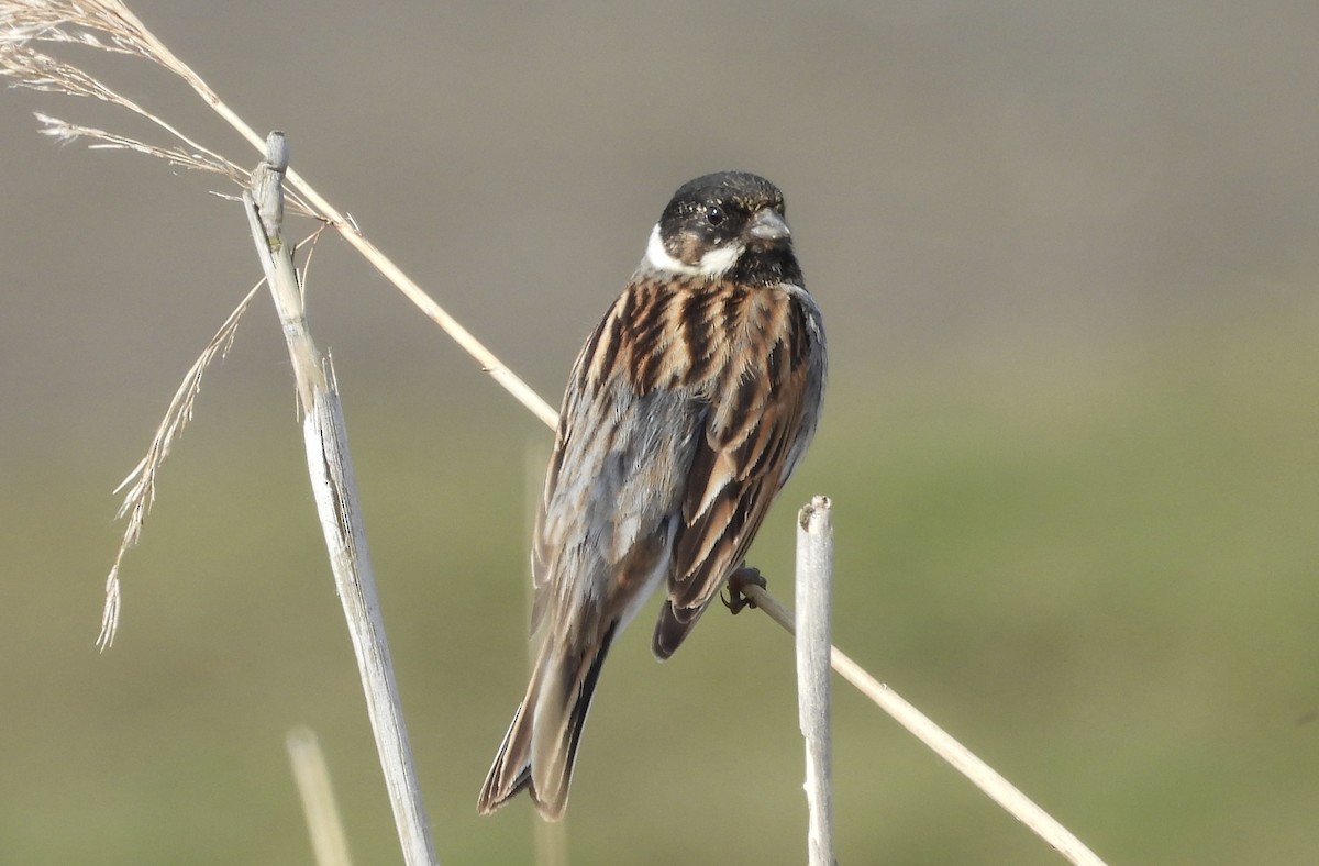 Reed Bunting - ML618759874