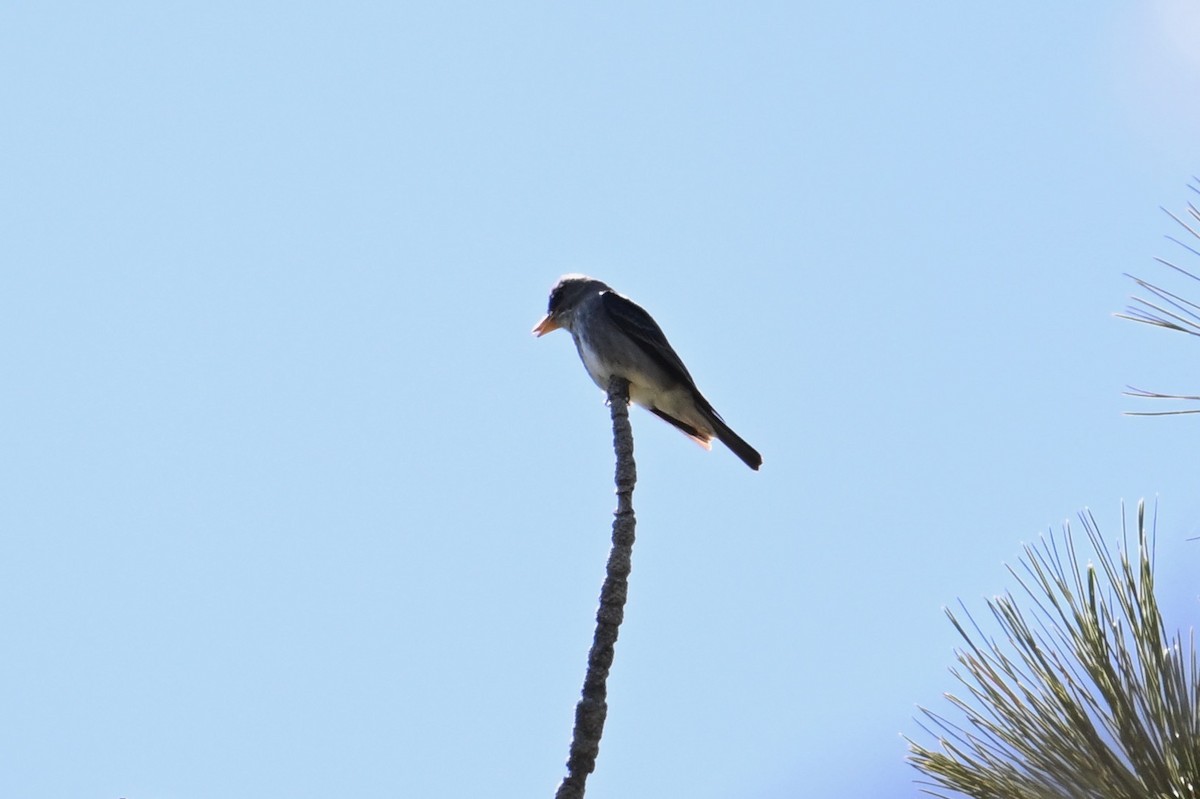 Olive-sided Flycatcher - ML618759884