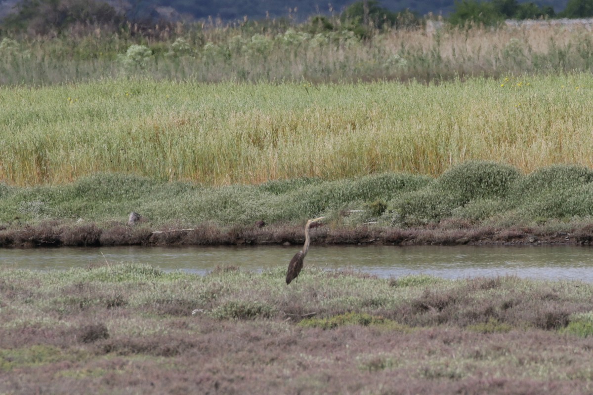 Purple Heron - Olivier Laporte