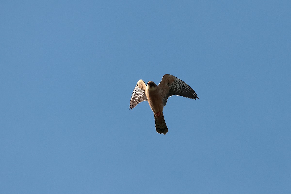 Red-footed Falcon - ML618759916