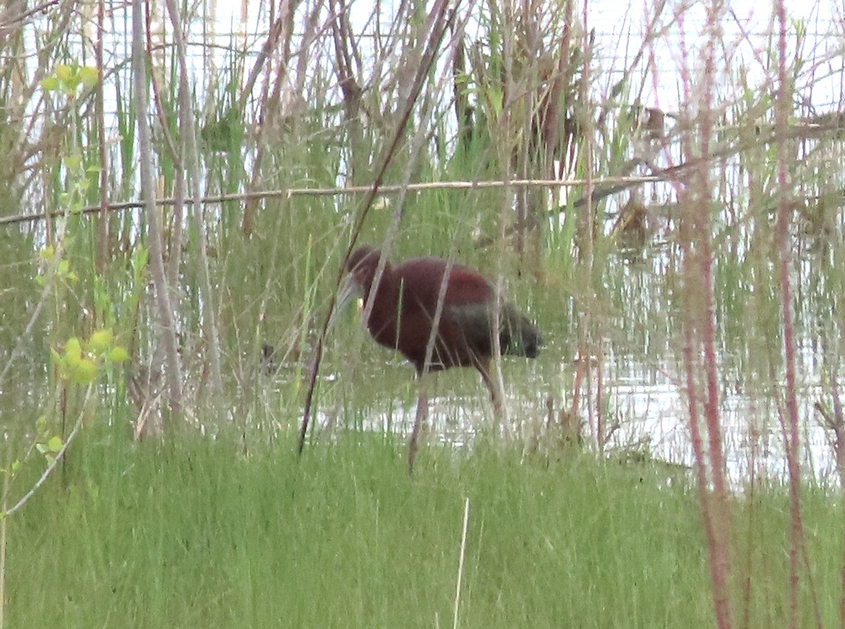 ibis americký - ML618759960