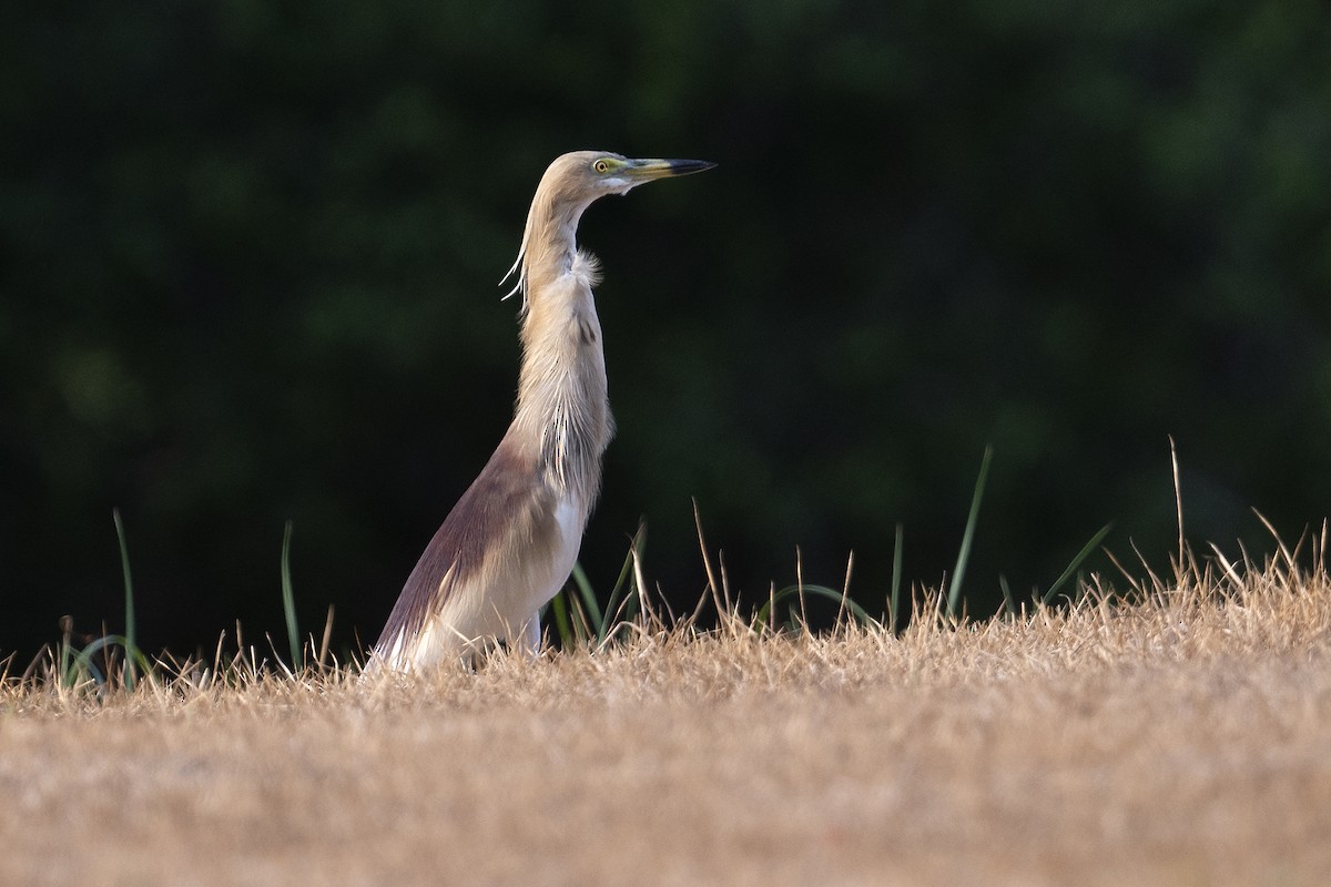 Indian Pond-Heron - ML618759963