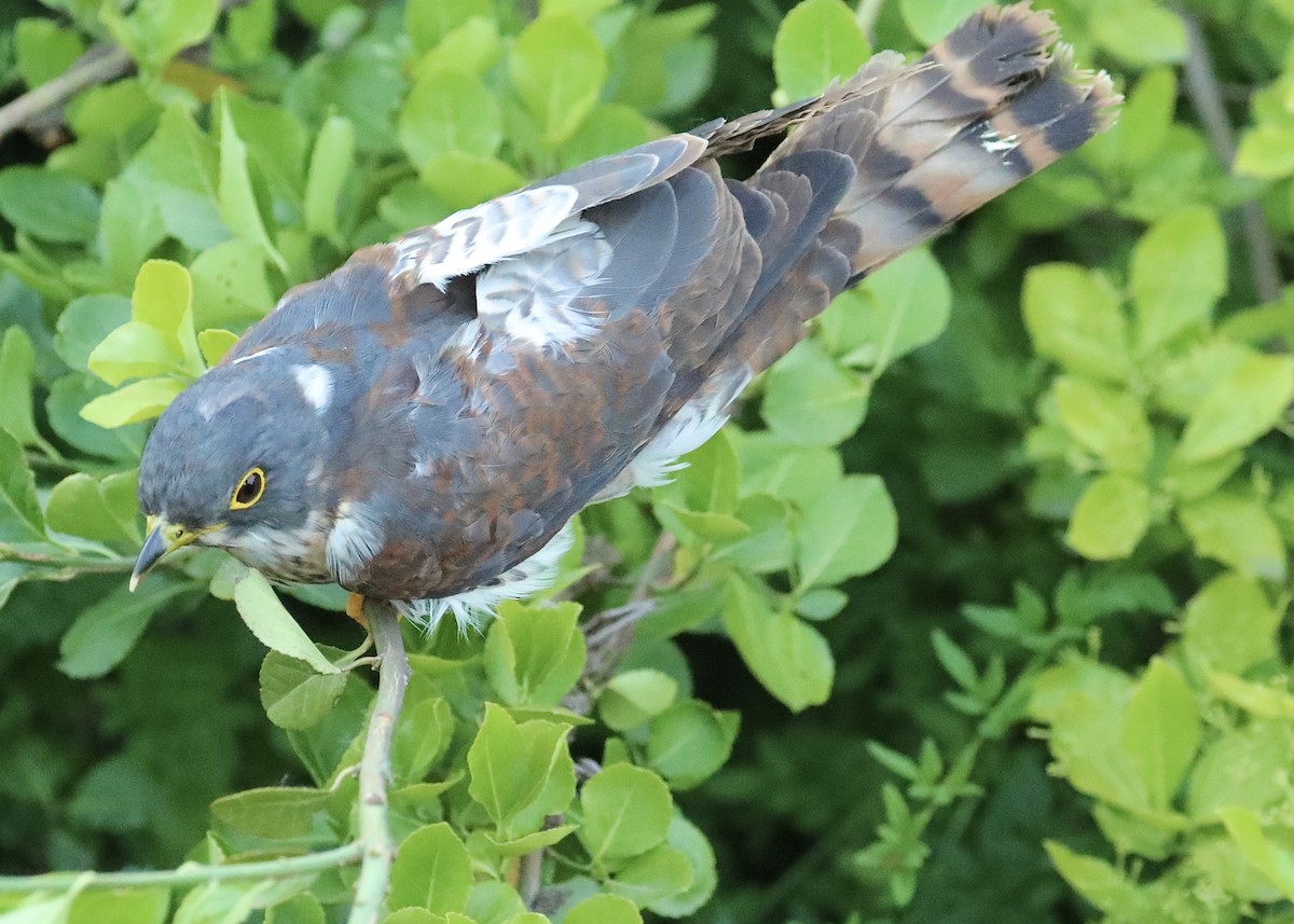 Northern Hawk-Cuckoo - fang & liu