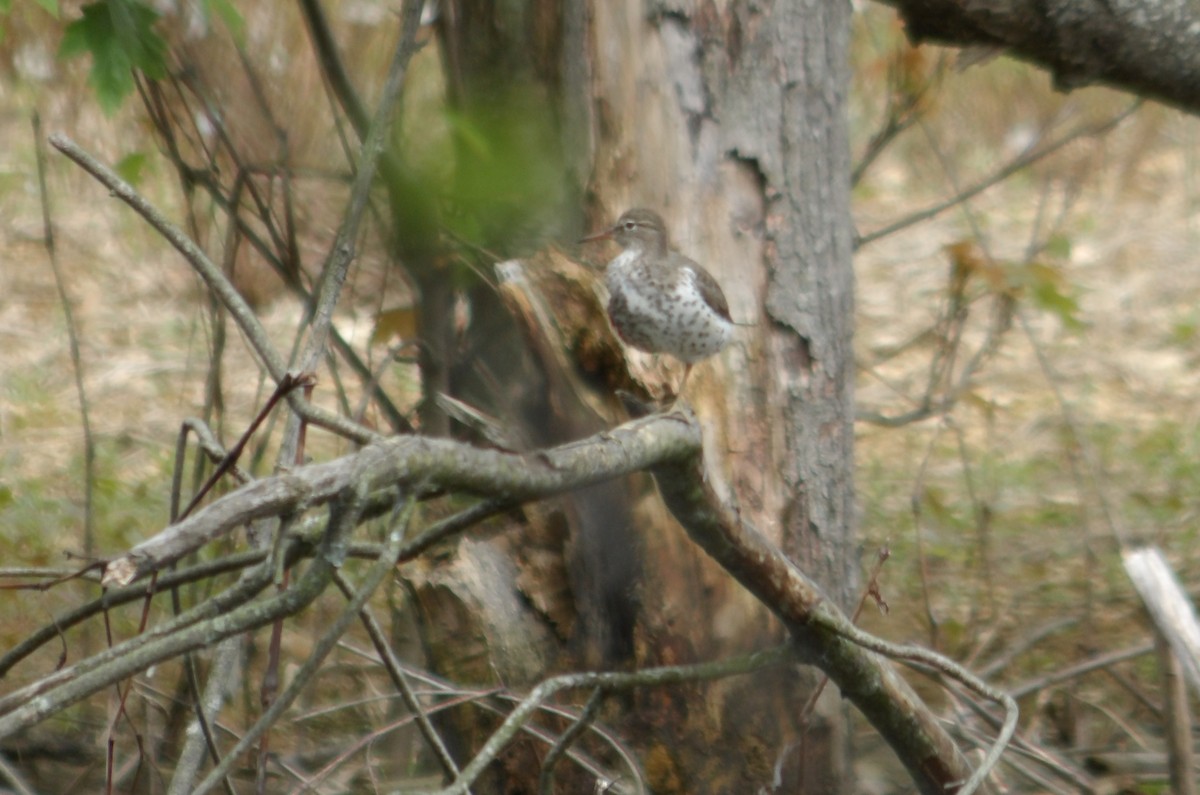 Spotted Sandpiper - ML618760035