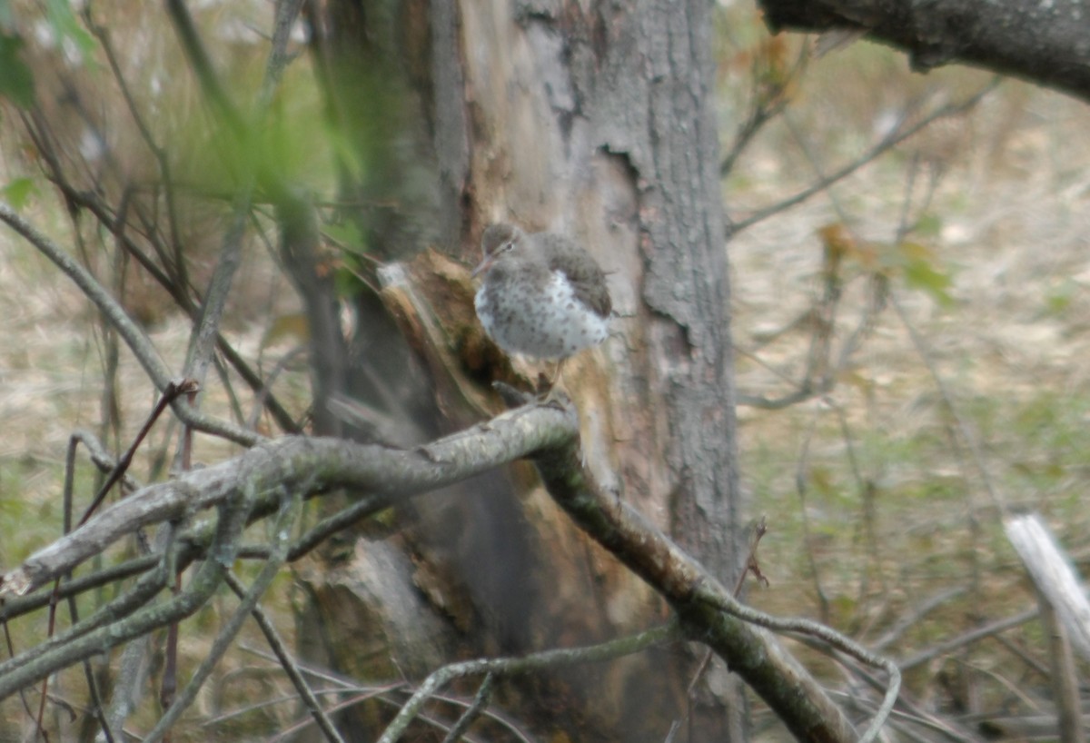 Spotted Sandpiper - ML618760036