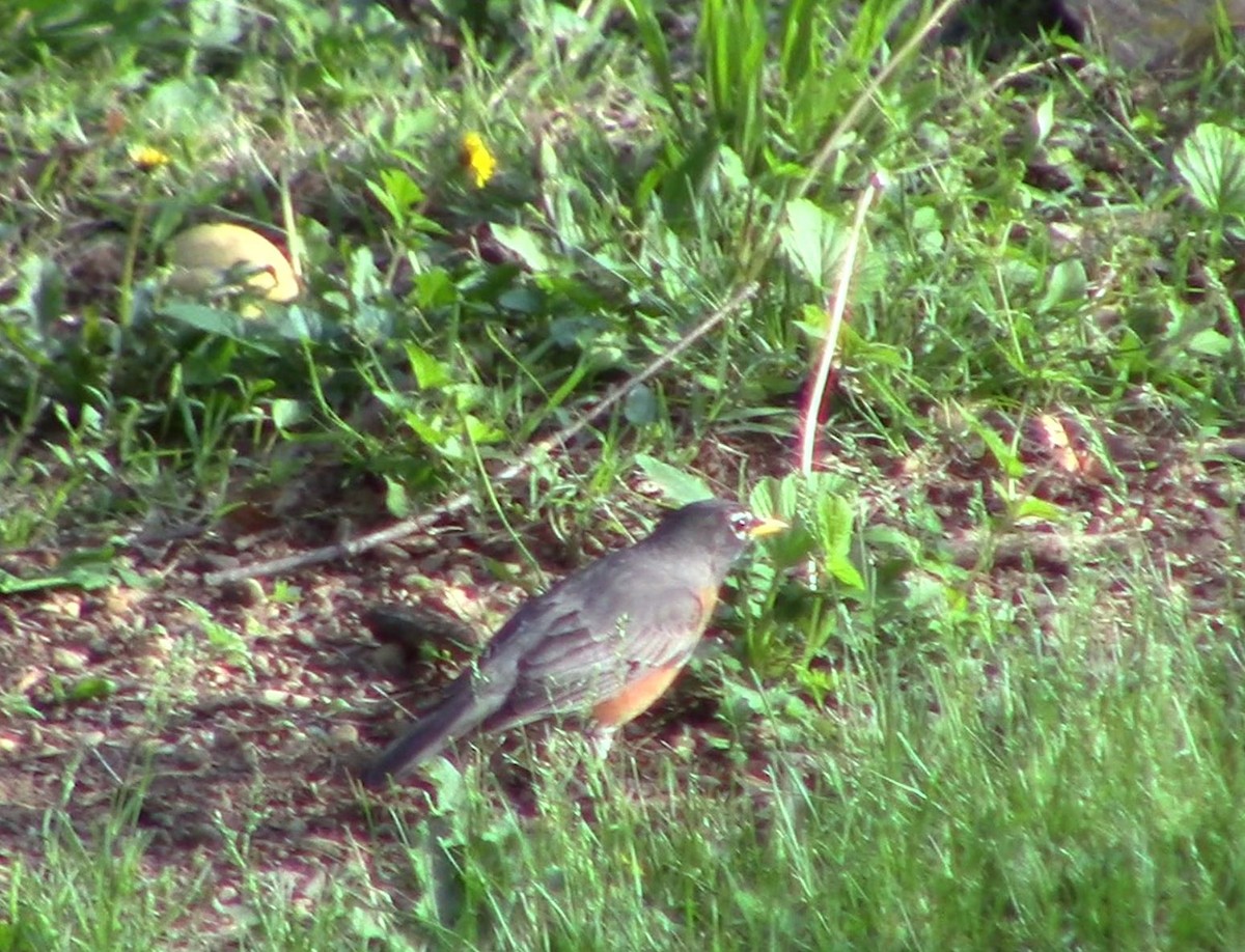 American Robin - ML618760044