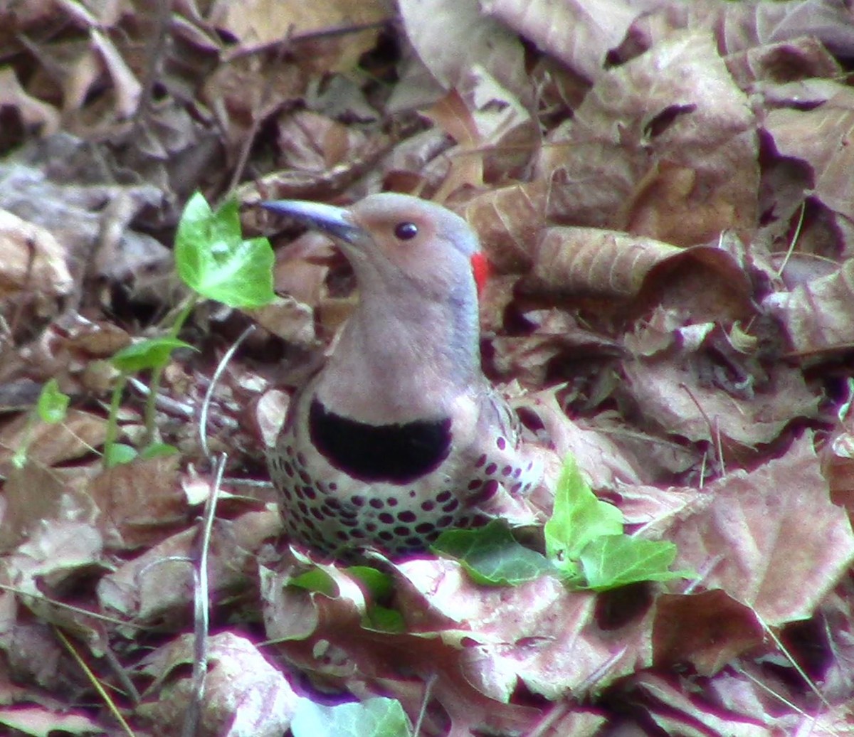 Northern Flicker - ML618760046