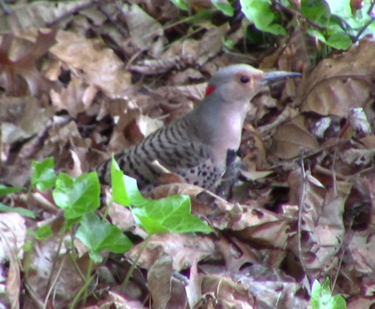 Northern Flicker - ML618760047