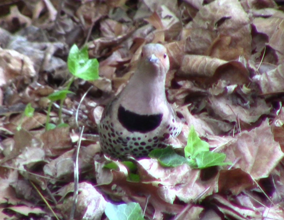 Northern Flicker - ML618760049