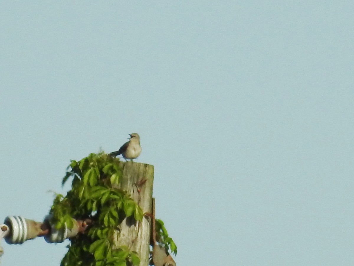Northern Mockingbird - ML618760086