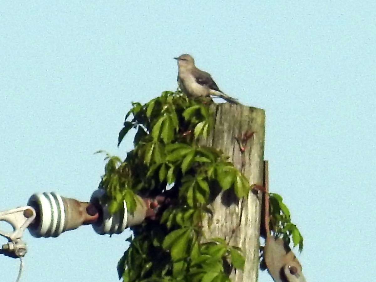 Northern Mockingbird - ML618760090