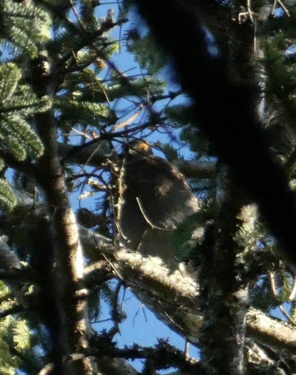 Sooty Grouse - ML618760093