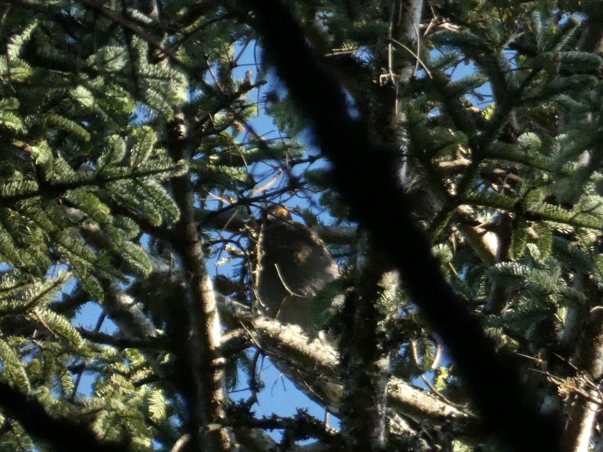 Sooty Grouse - ML618760094