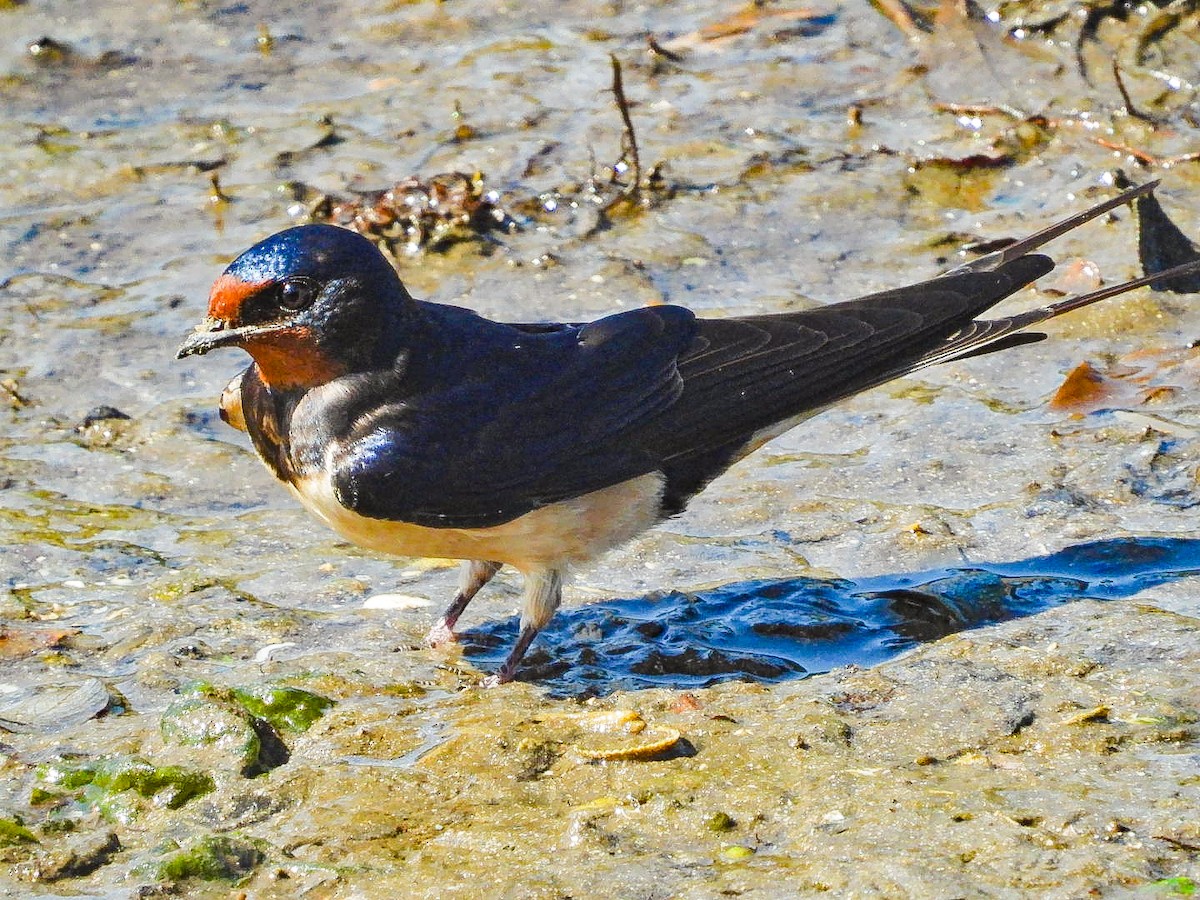 Barn Swallow - ML618760177