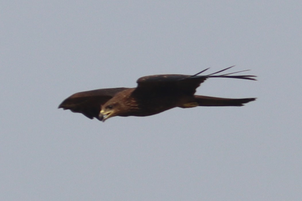 Black Kite - ML618760192