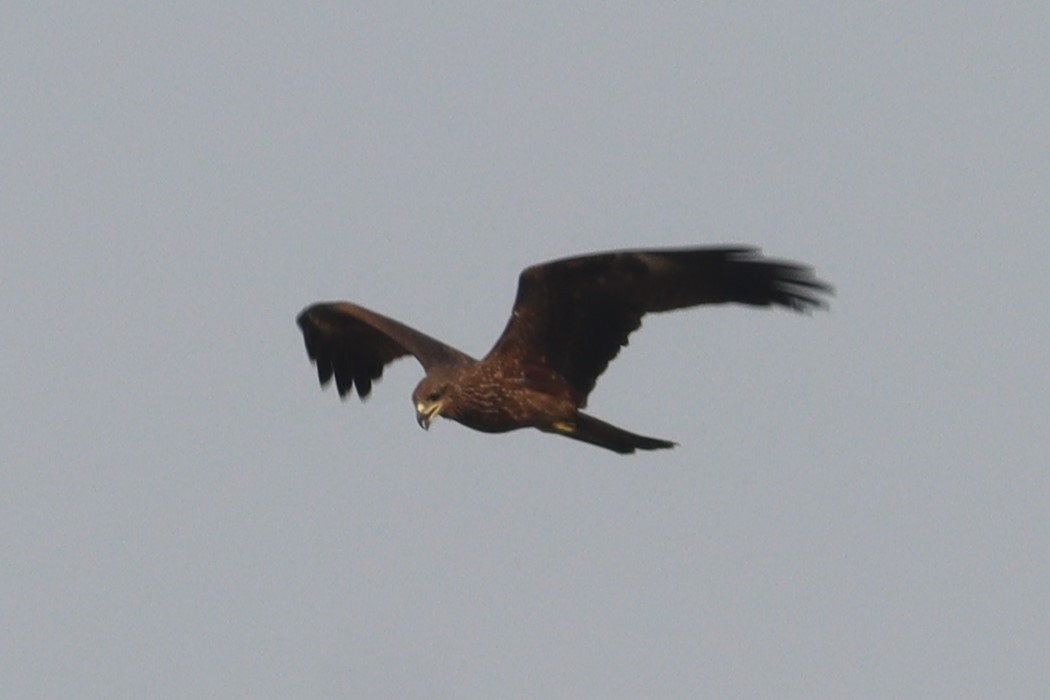 黑鳶 - ML618760193