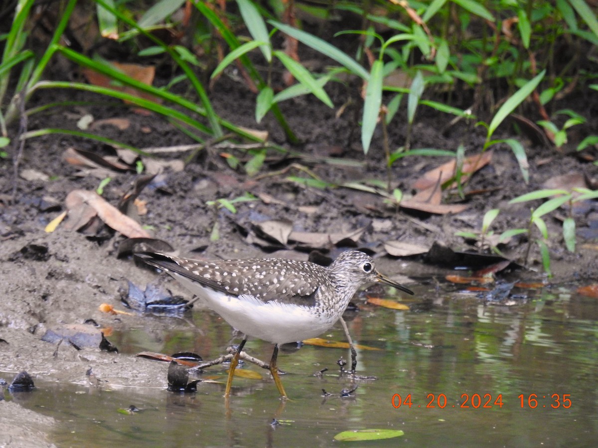 Solitary Sandpiper - ML618760213