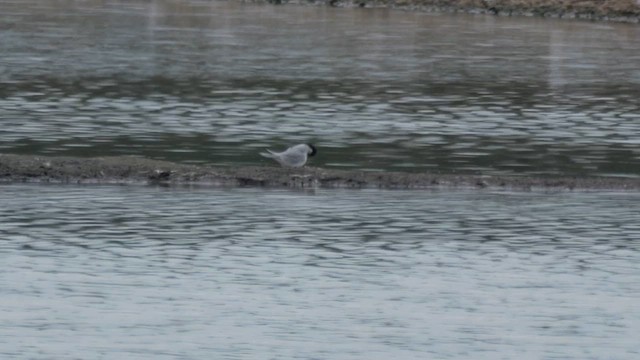 Little Tern - ML618760237