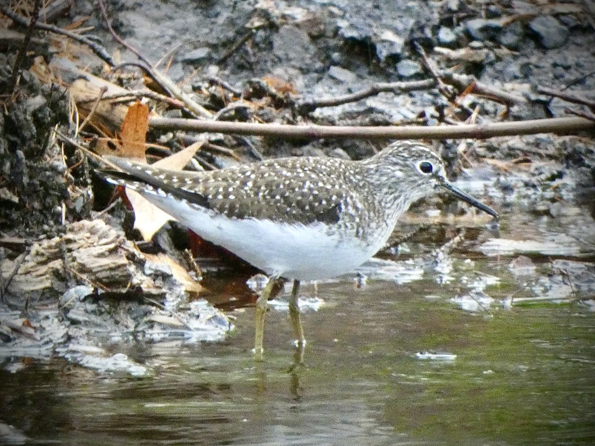 Solitary Sandpiper - ML618760264