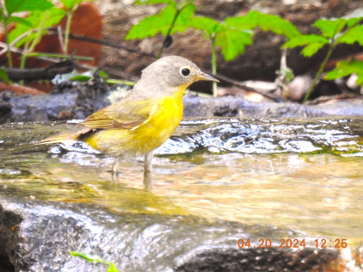 Nashville Warbler - ML618760267