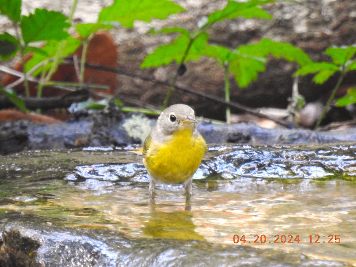 Nashville Warbler - ML618760272